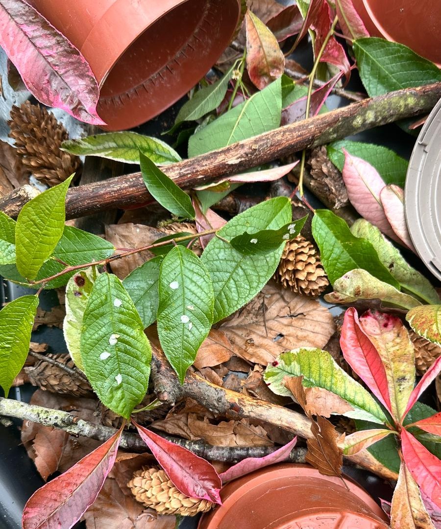 leaves